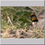 Andrena vaga - Weiden-Sandbiene vs Erdhummel 05.jpg